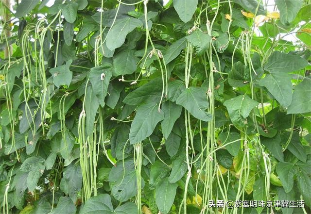 塞罕坝蒙古大营度假村,内蒙塞罕坝旅游