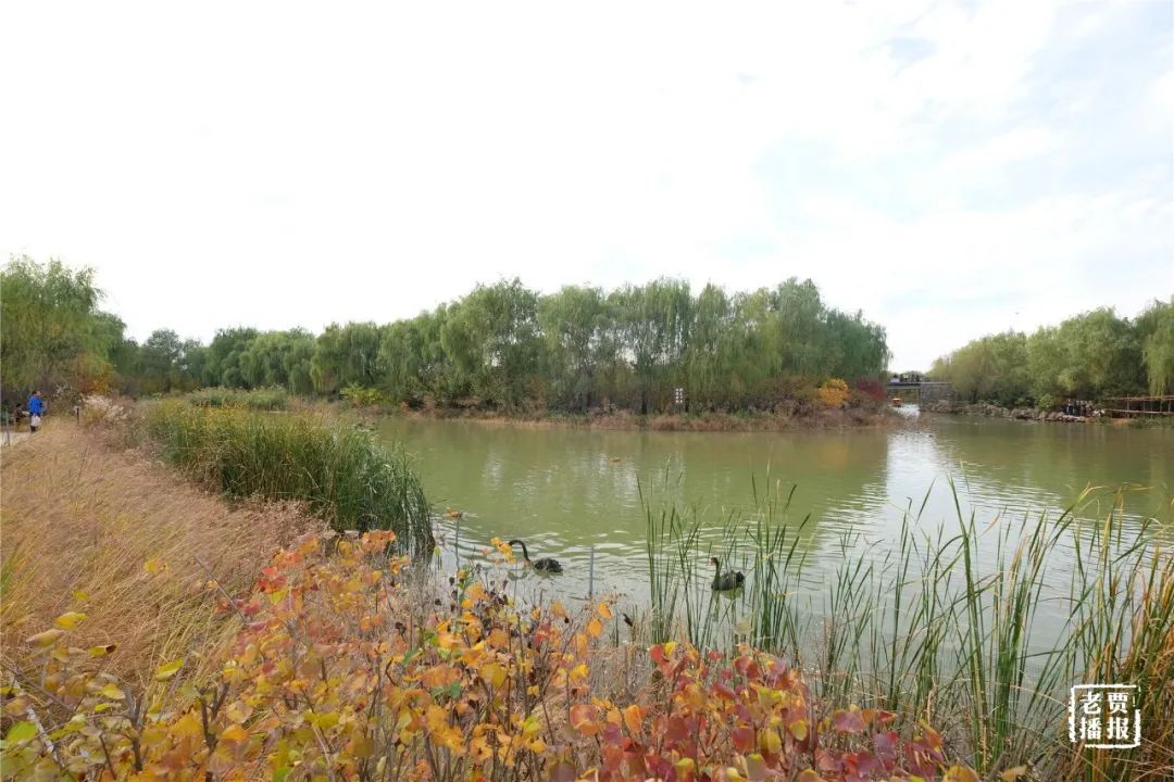 洛阳一大型网红公园免费开放,洛阳湿地公园网红打卡地