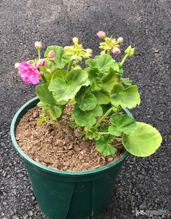 3种花卉好看又好养还能净化空气,4种花值得冬季盆栽