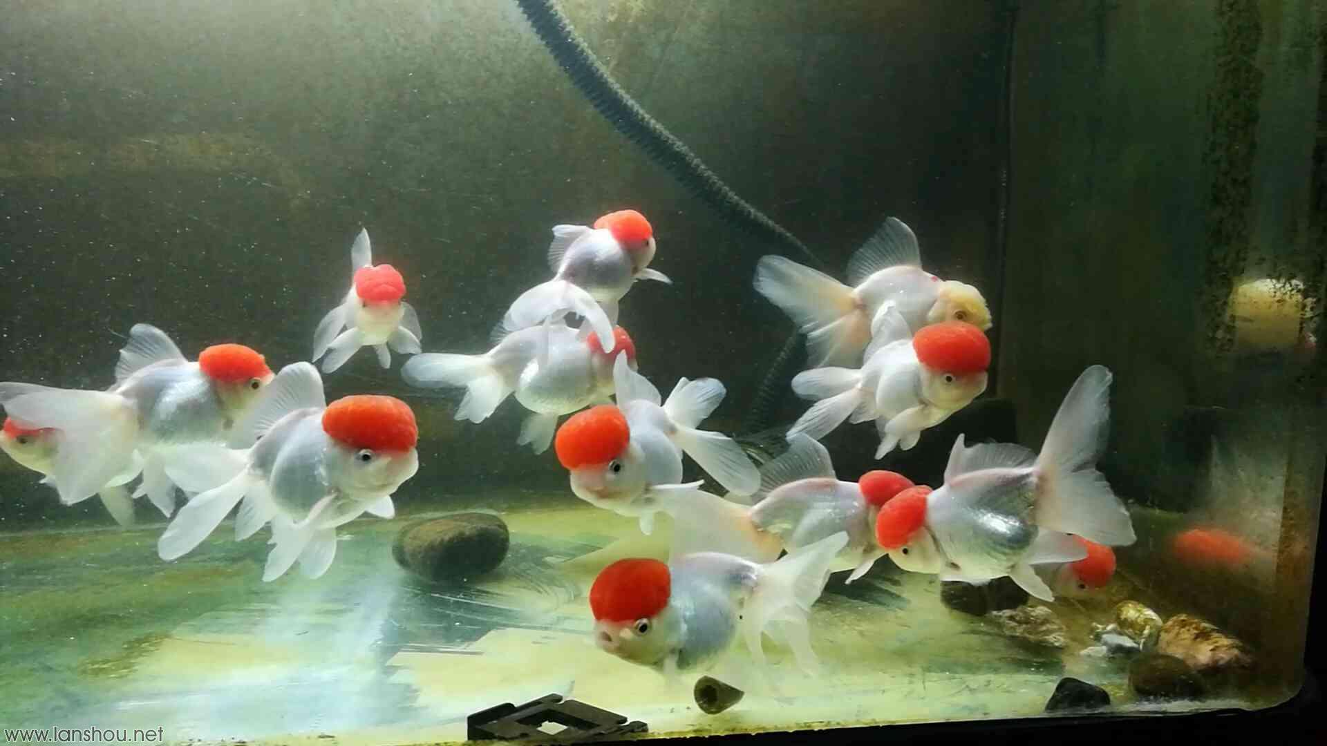 新手养金鱼品种首选,新手养金鱼什么品种好养