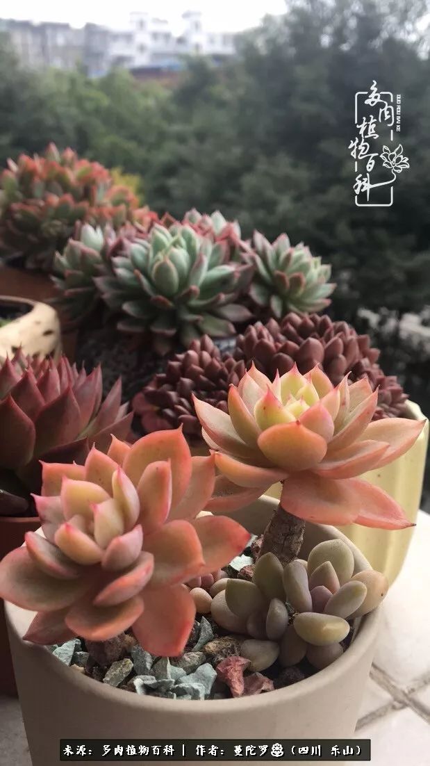 转角遇见多肉,遇见多肉治愈自己