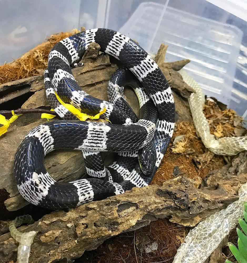 被蛇咬急寻抗蛇毒血清,专家被蛇咬伤抗蛇毒血清