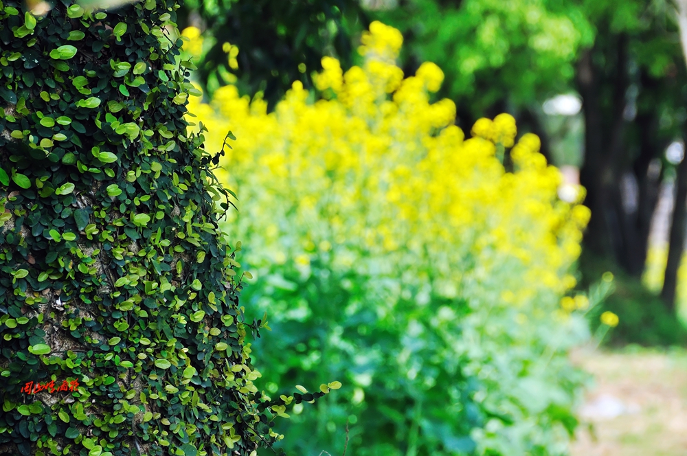一春芳意，三月如风，日长风静，花影闲相照。