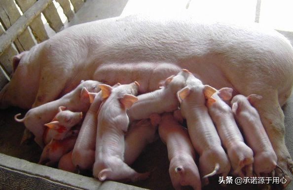 牛母猪产后三联症是什么,母猪产后三联解决方法