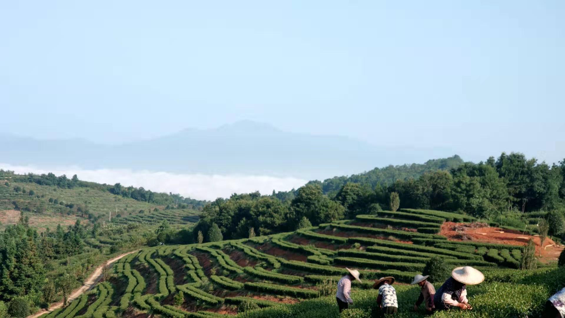 绿茶的制作过程,绿茶饮品制作