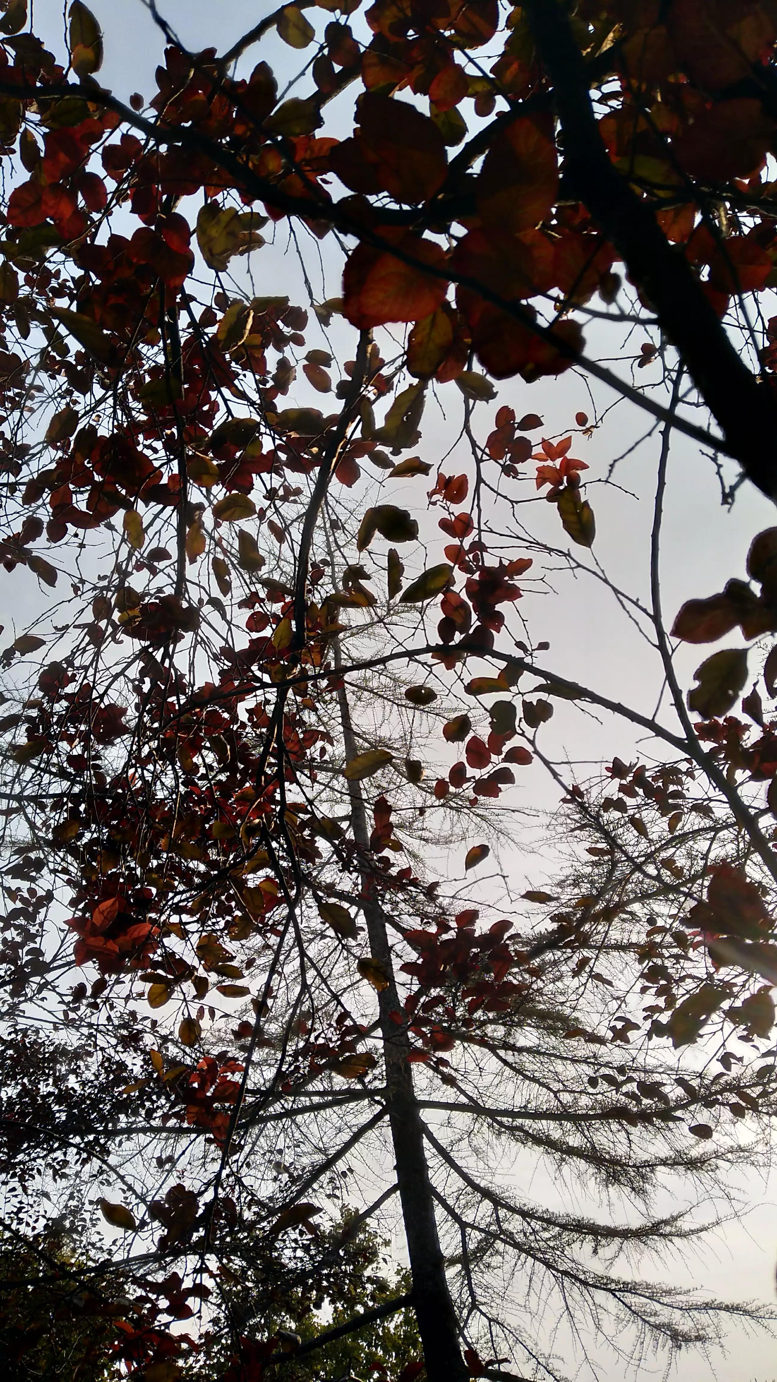 春天的红叶李花,红叶李的花