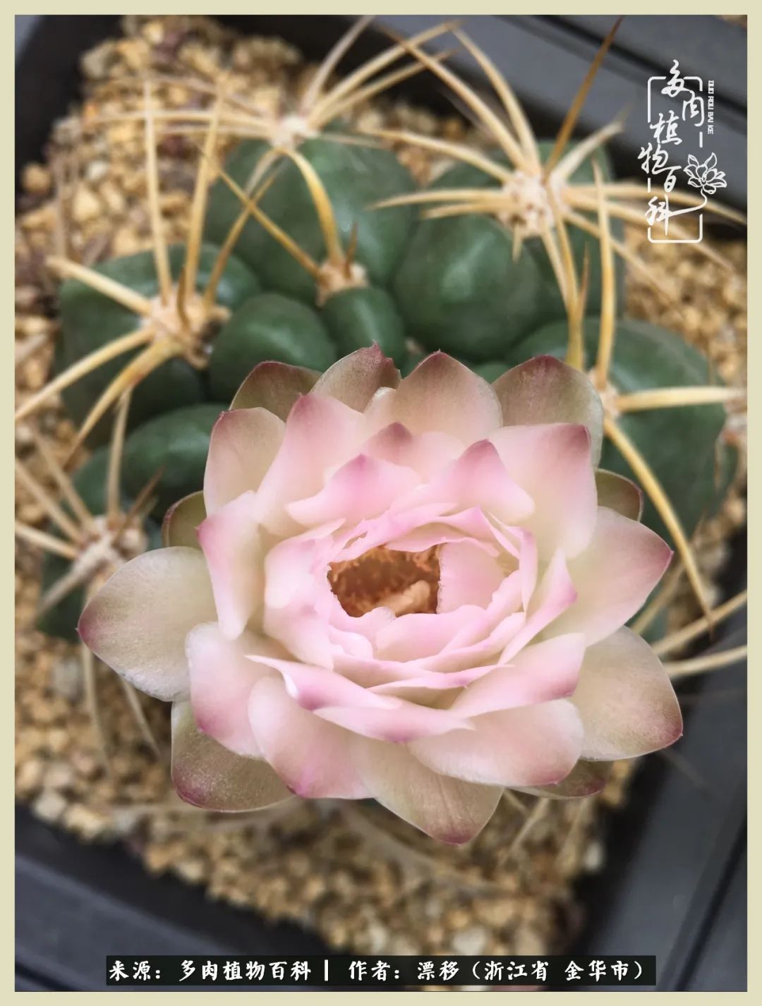 仙人球开花并散发着香味,仙人球花盛开吐露芬芳