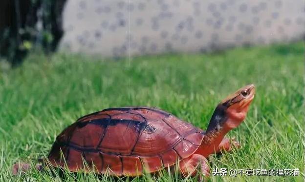 珍稀金钱龟,金钱龟的真实来历