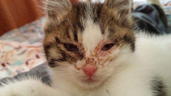 猫结膜炎的治疗最佳方法,猫结膜炎最好的治疗方法