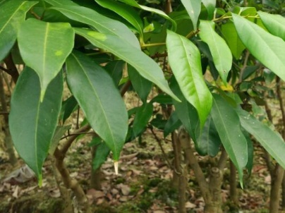 荔枝高产栽培技术海南荔枝,三月红荔枝高产栽培技术