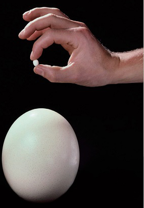 恐龙蛋化石里面有恐龙基因吗,关于恐龙蛋和恐龙化石的科普