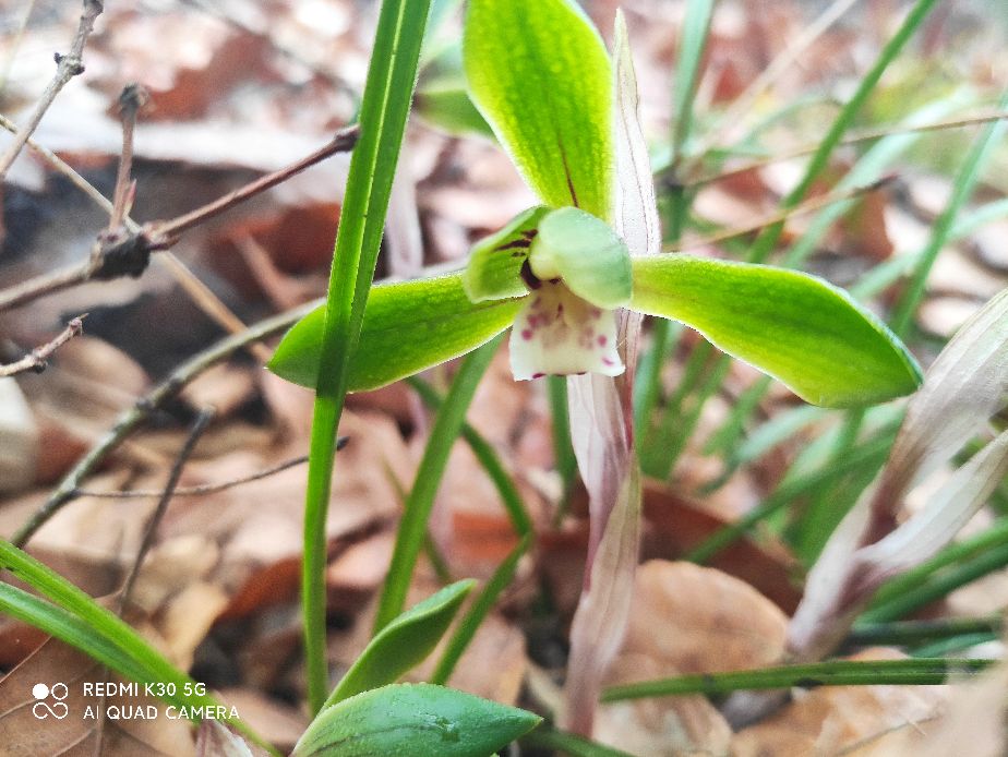 兰花品种认识,兰花叶子你认识几种