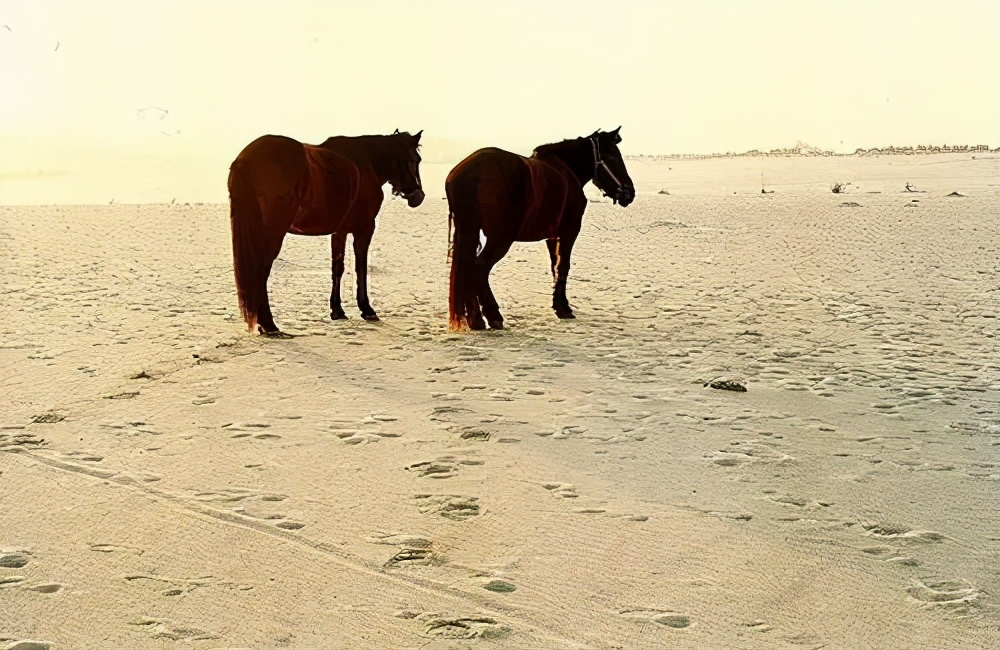 中国最贵的沙漠有多大,中国最值钱沙漠在哪里