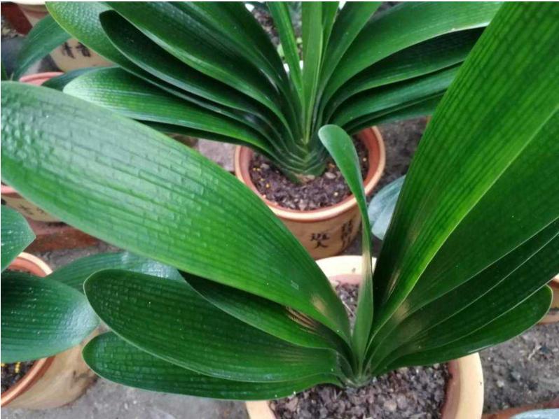 君子兰换盆土以后注意什么,君子兰换盆换土时需要注意的事项