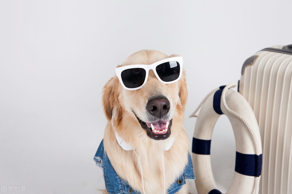 小金毛养多久才会温顺听话,养宠小知识金毛一天尿两次可以吗