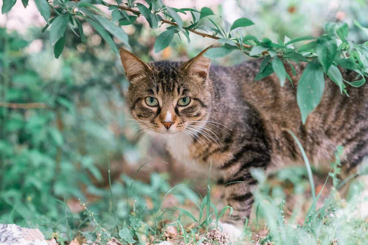 家猫和野生猫的区别,宠物猫和野生猫的区别