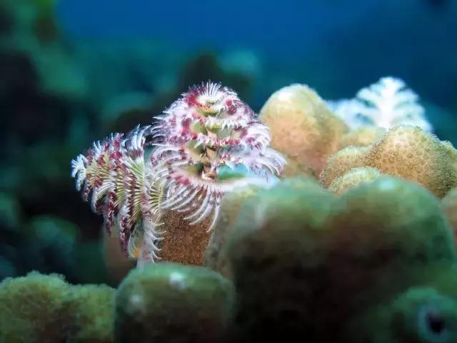 五彩斑斓的海底,五彩缤纷的海底世界介绍