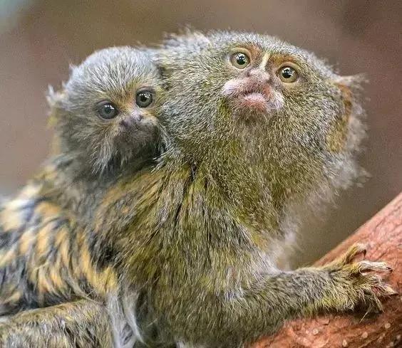 看看猴子,老猴子孙悟空72变