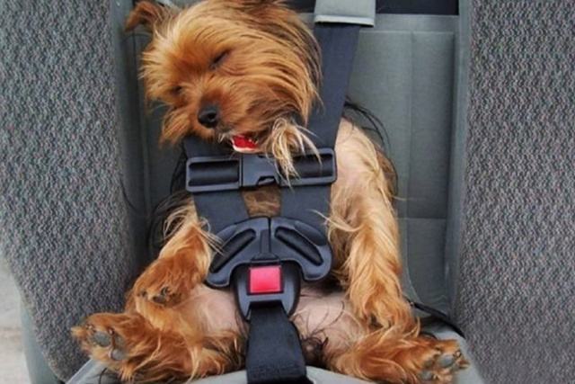 狗狗寄养需要带什么,狗狗寄养回家的状态