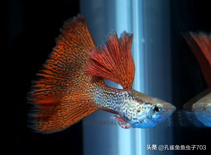 为啥我买的孔雀鱼尾巴特别小,为什么买的孔雀鱼养不活