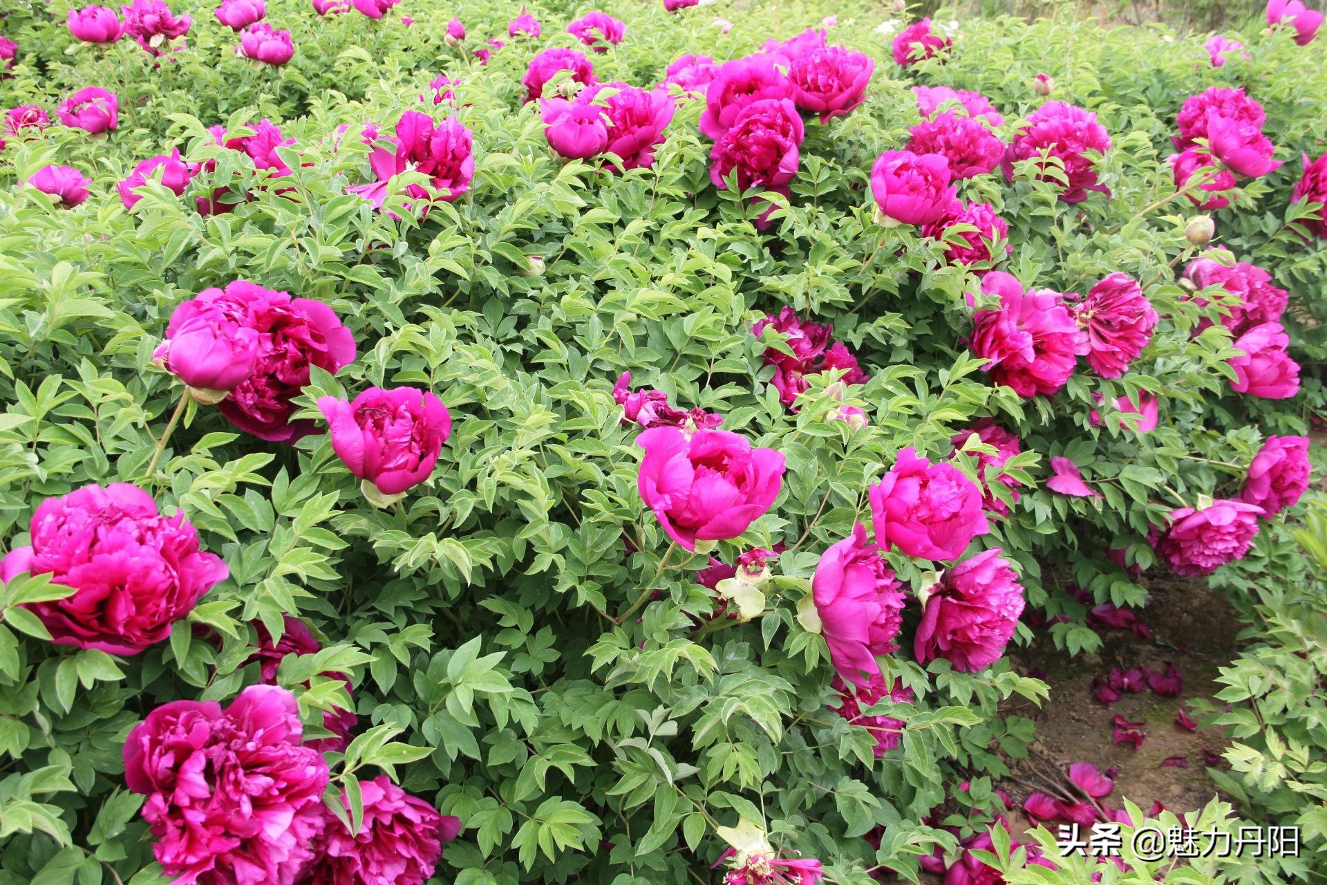 牡丹的一生简单历程文字描述,牡丹的历史和发展