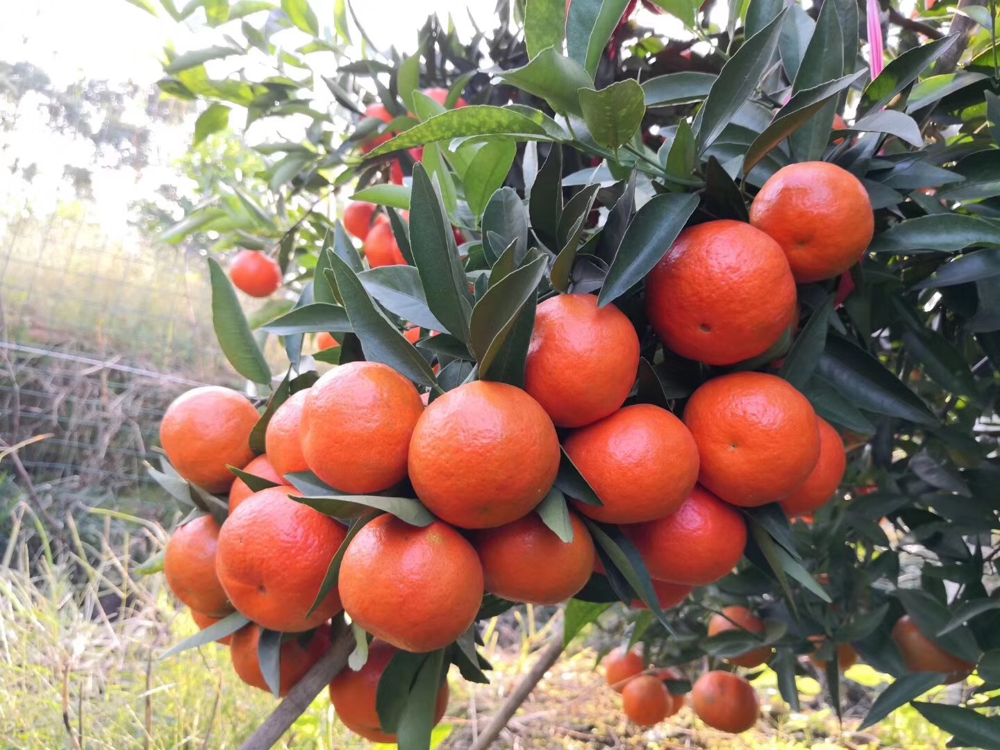 柑橘空中生根繁殖法,怎样繁殖柑橘幼苗