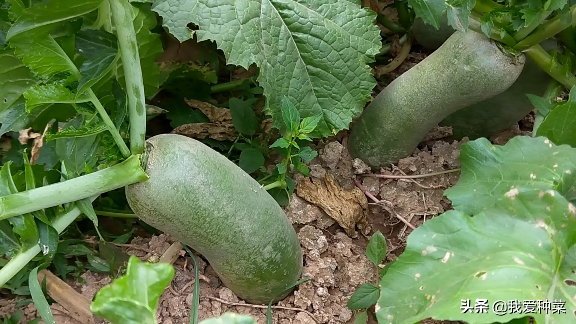 又香又甜的萝卜种植方法,脆萝卜的做法甜酸脆不辣