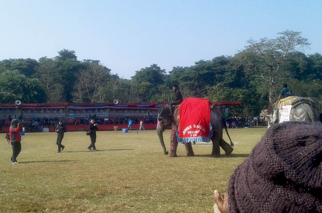 世界杯大象足球,大象足球比赛