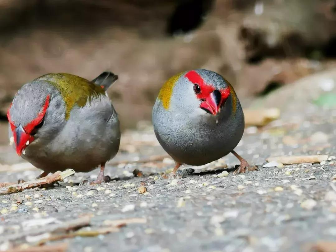 华为p30的镜头模组叫什么,华为p30镜头是蓝宝石的吗