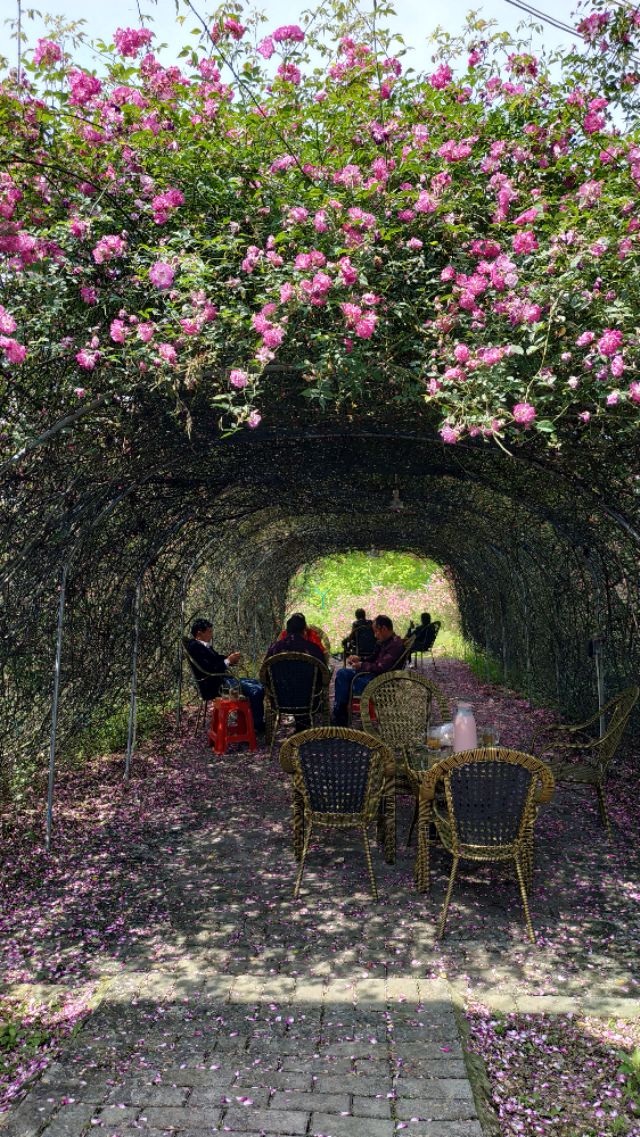 成都周边适合秋天看花的地方,成都周边看花攻略国庆节节