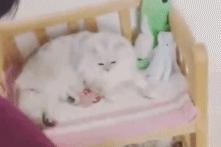 舒淇罕见晒与老公冯德伦合照,舒淇深夜晒照为冯德伦庆祝生日