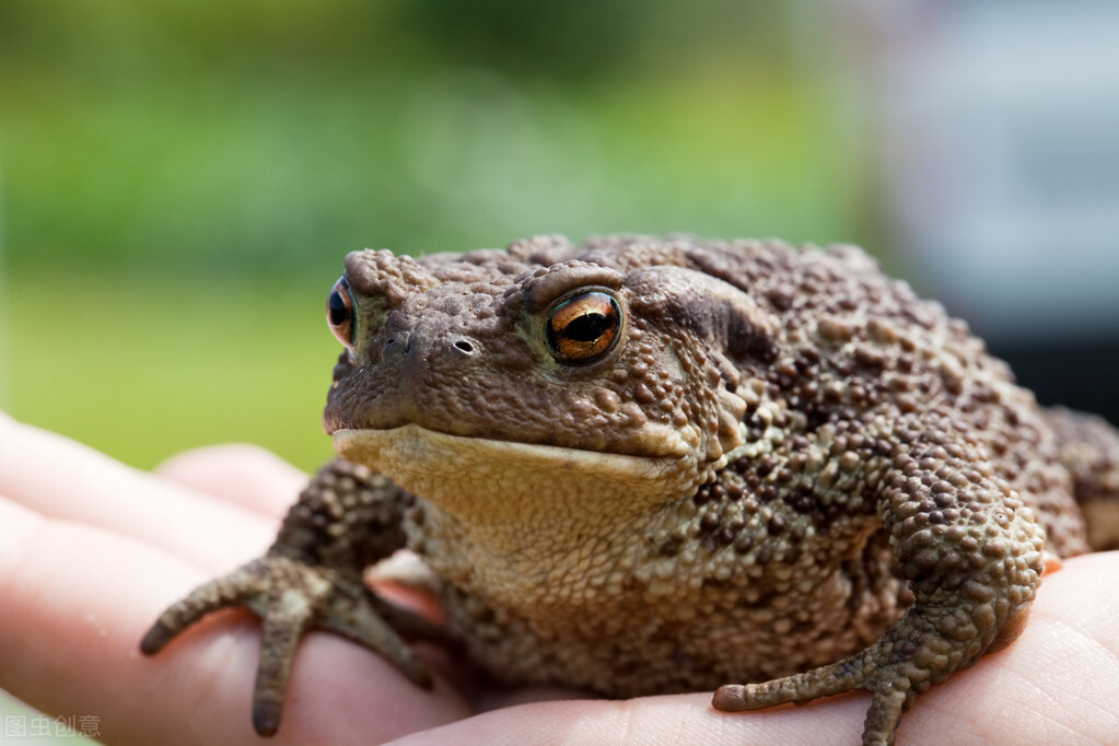 男子因抓蟾蜍被判6月罚1万！中华蟾蜍到底有什么用？为何不能抓？