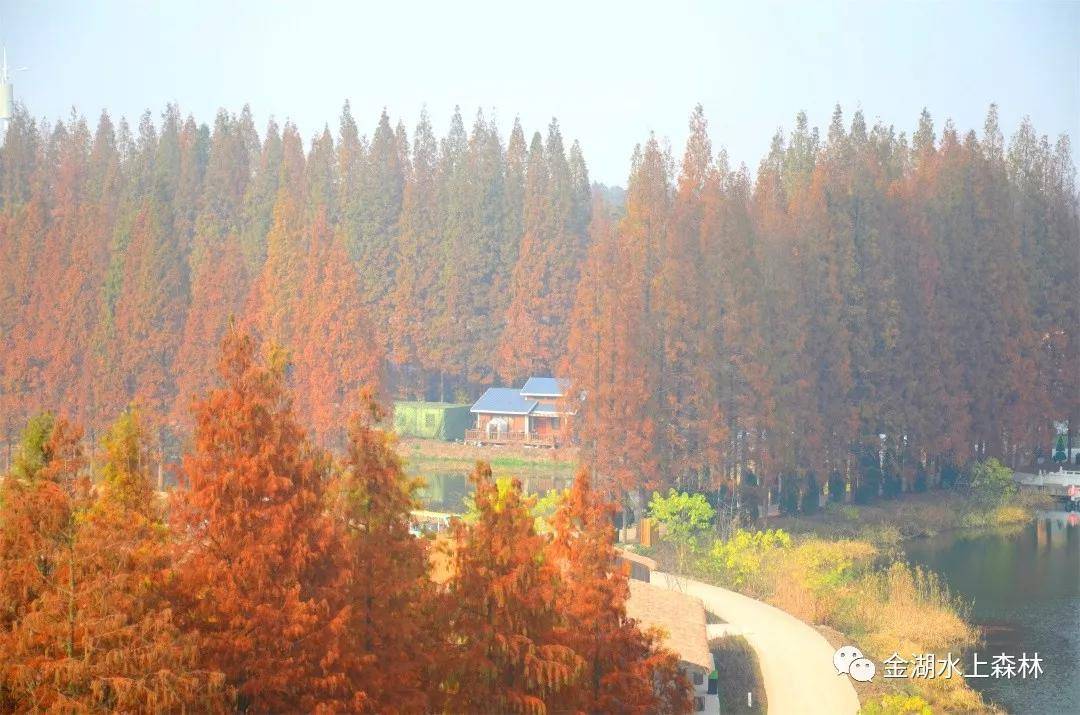 亲子游推荐地金湖水上森林景区,金湖水上森林景区攻略视频