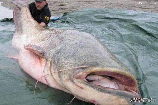 可以养的凶残的淡水鱼,世界十大凶猛淡水鱼