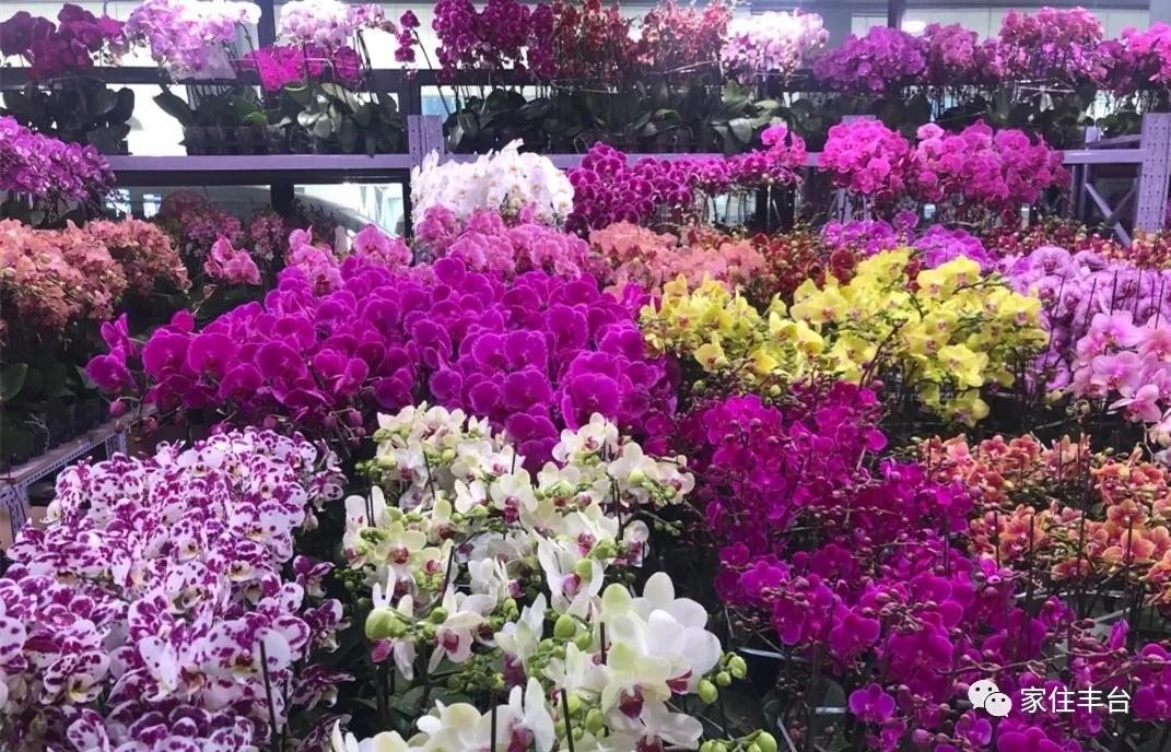 丰台四大花市在哪里,北京丰台值得逛一逛