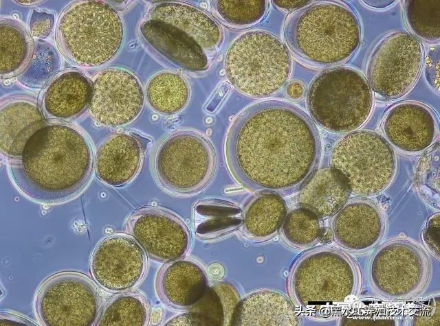 水产藻类大全图片,水产藻类知识大全