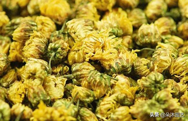 什么花清热去火最快,春天里的这种花清热解毒有奇效