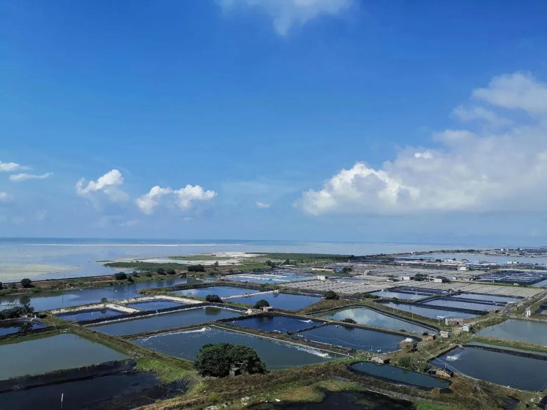 虾滑含虾量90和95区别,虾滑含虾量多吗