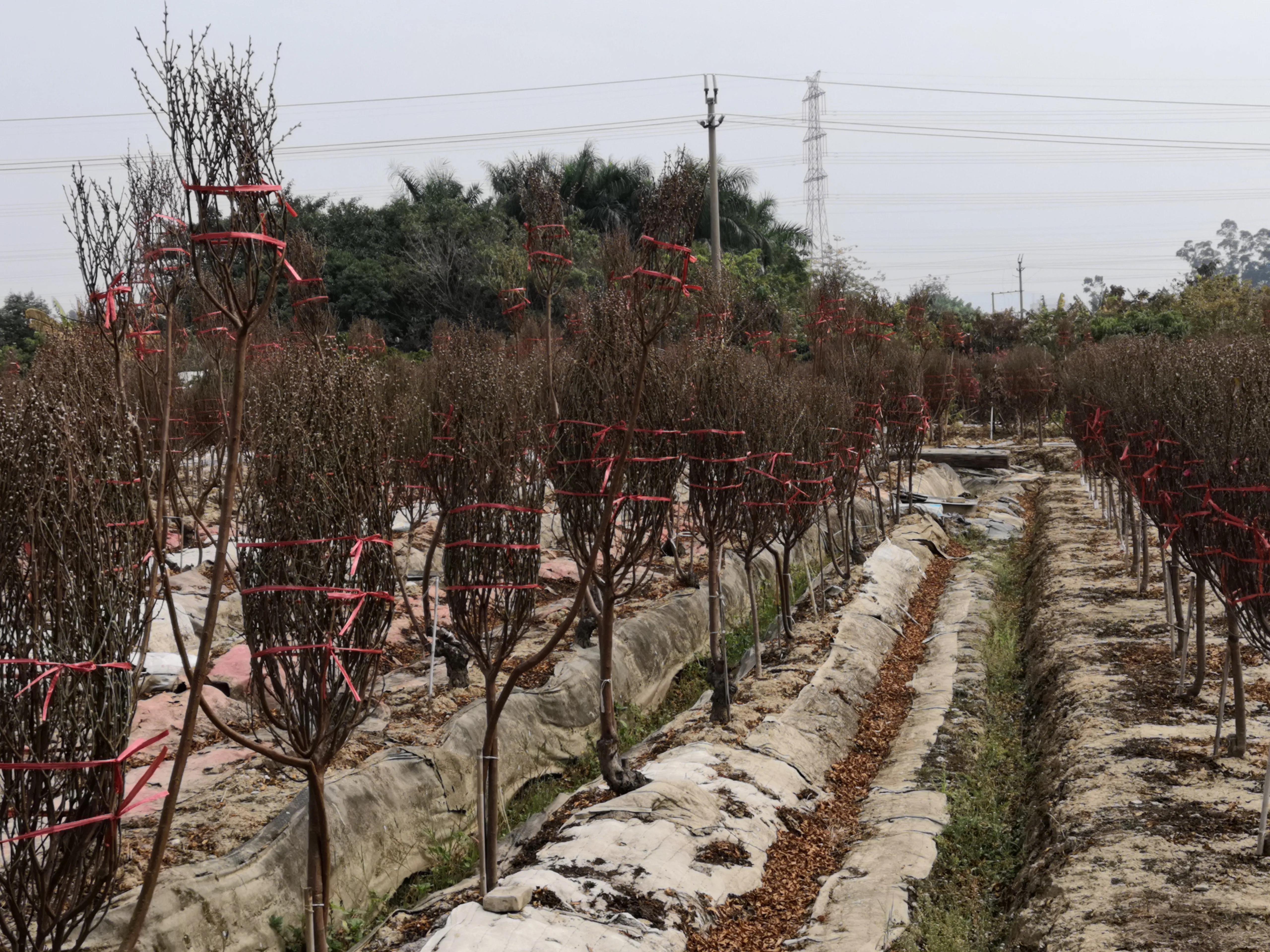 故乡的桃花,故乡的桃花开了