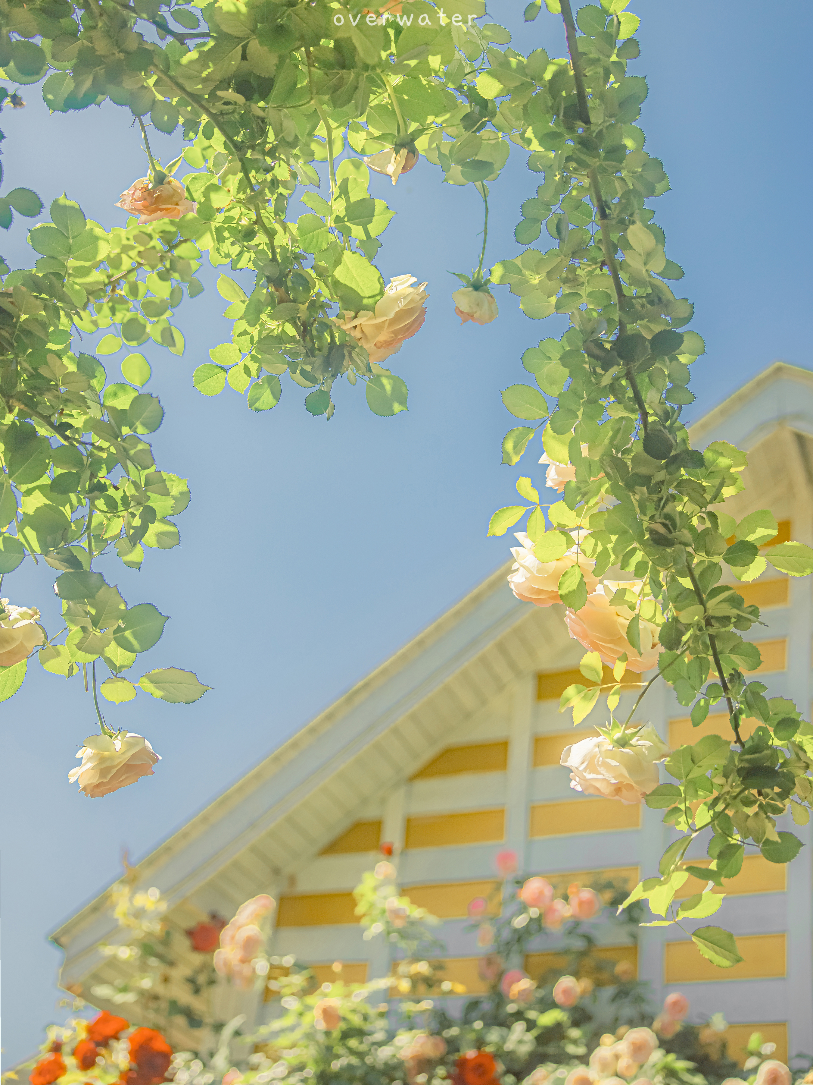 ipad治愈系壁纸超清动物,ipad壁纸唯美清新