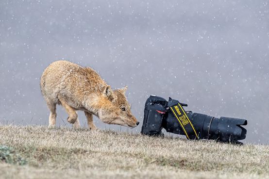 尼康d6拍鸟评测,摄影全套教程尼康d6