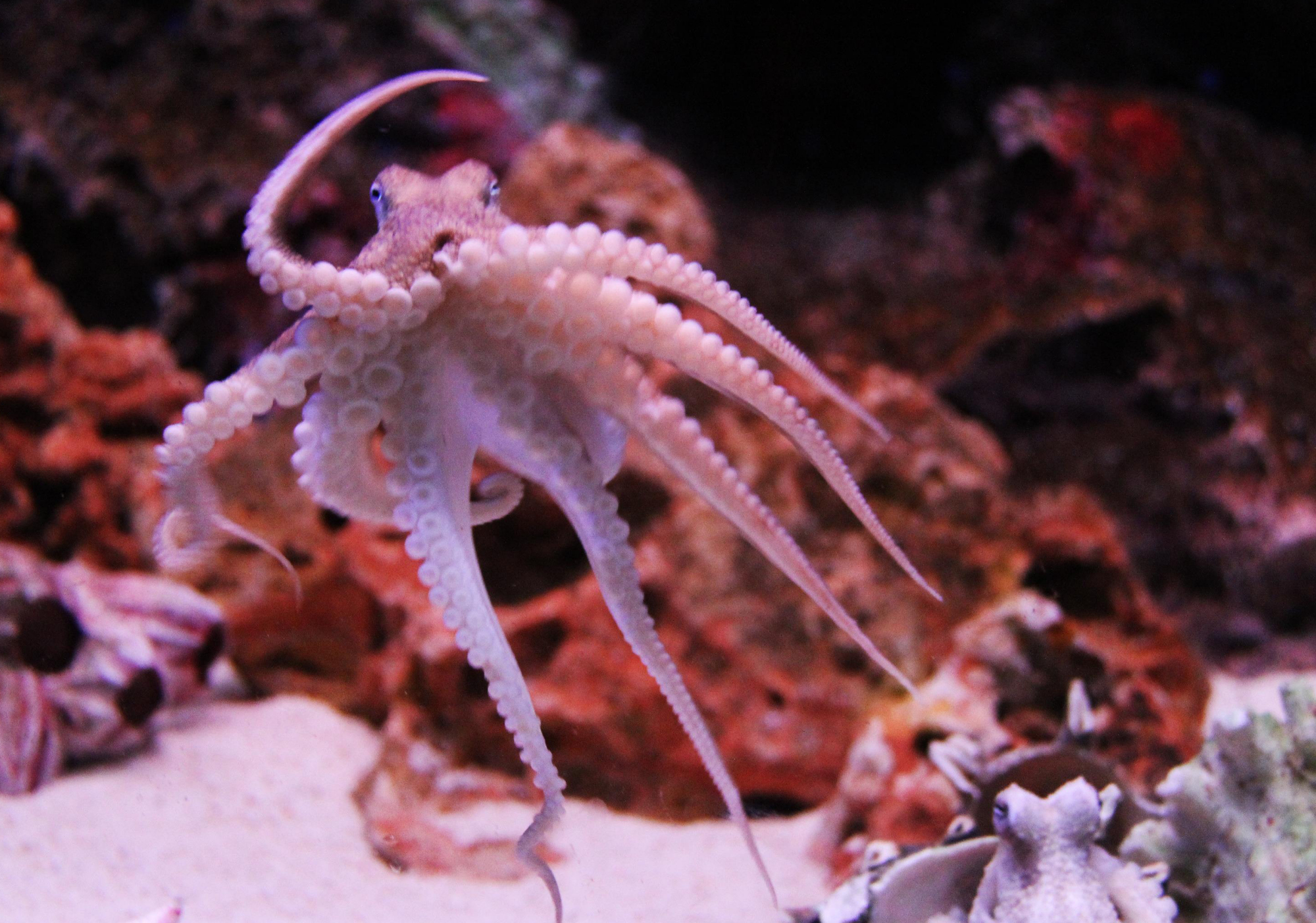 科学家在深海中发现未知的章鱼,木卫二存在巨型章鱼吗