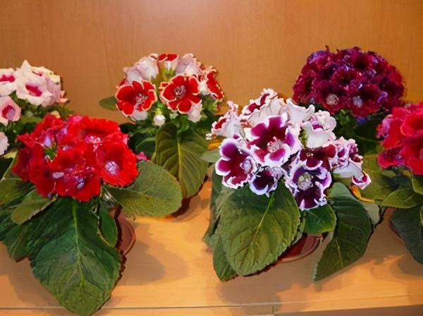 吸油烟机里的废油可以浇茉莉花吗,油烟机里面的废油可以变废为宝吗