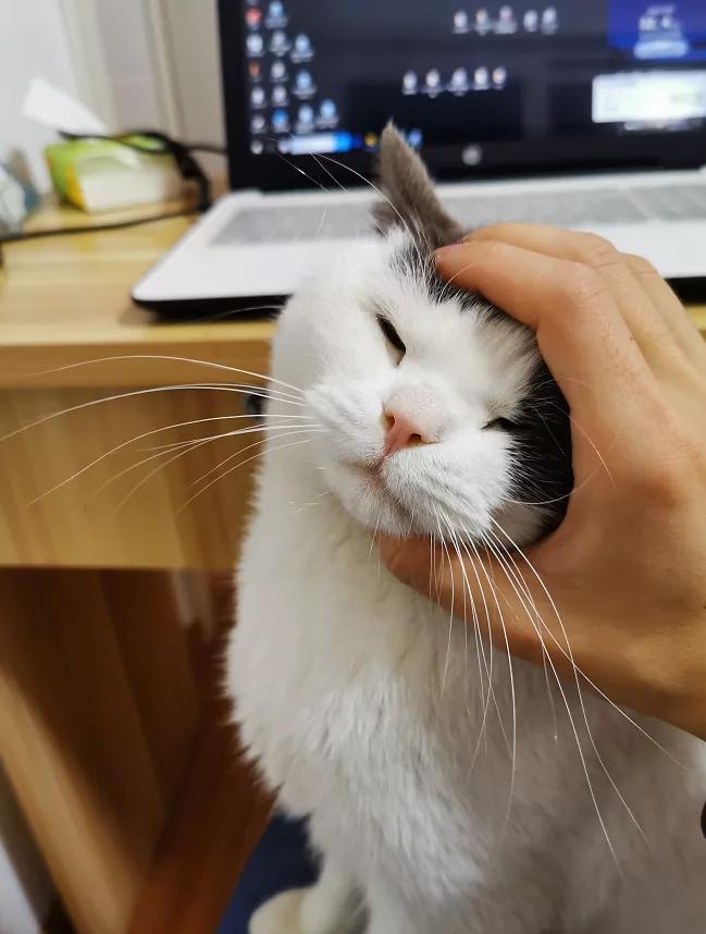 宠物上门喂养陪猫玩,陪猫玩一天多少钱