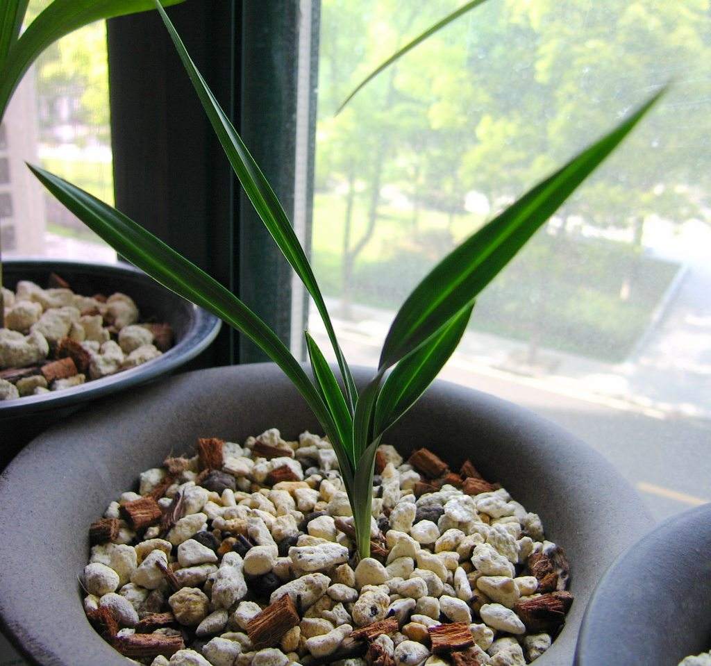 兰花带花蕾大苗图片,带花苞的兰花是什么样子的