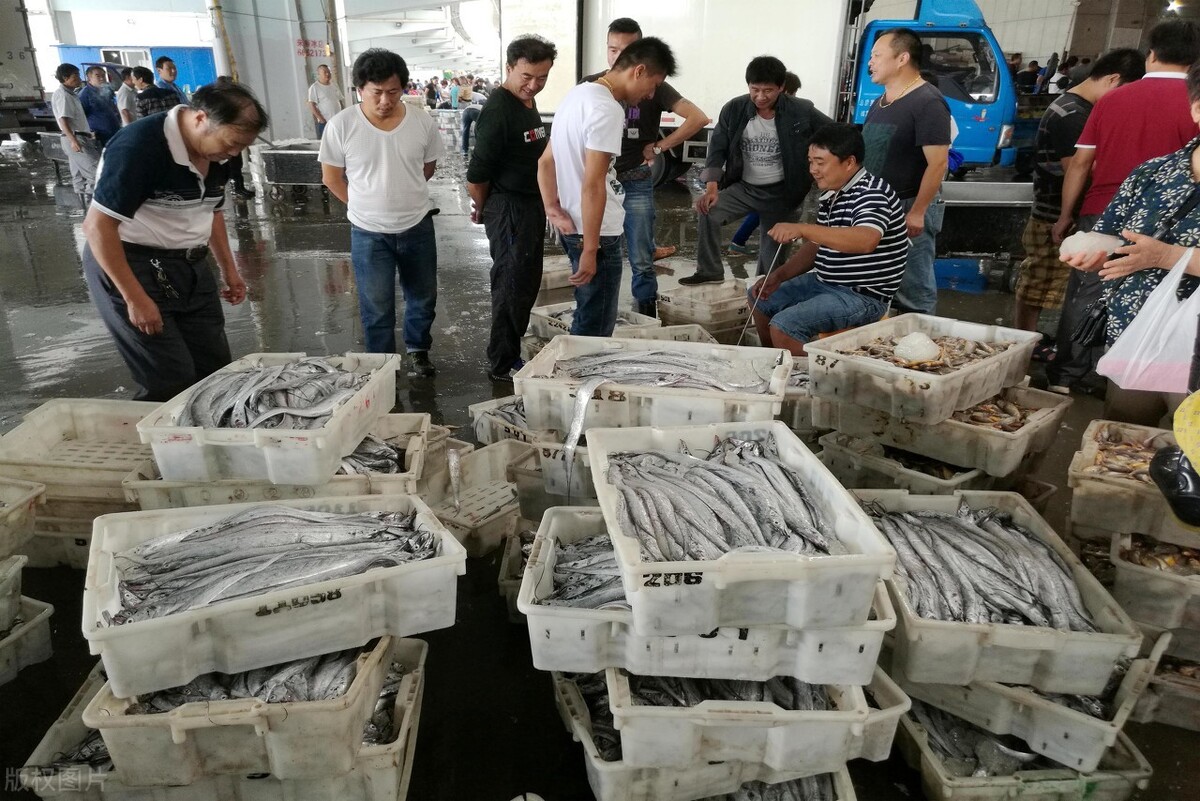 舟山渔场消失的原因,舟山渔场从繁荣变死海