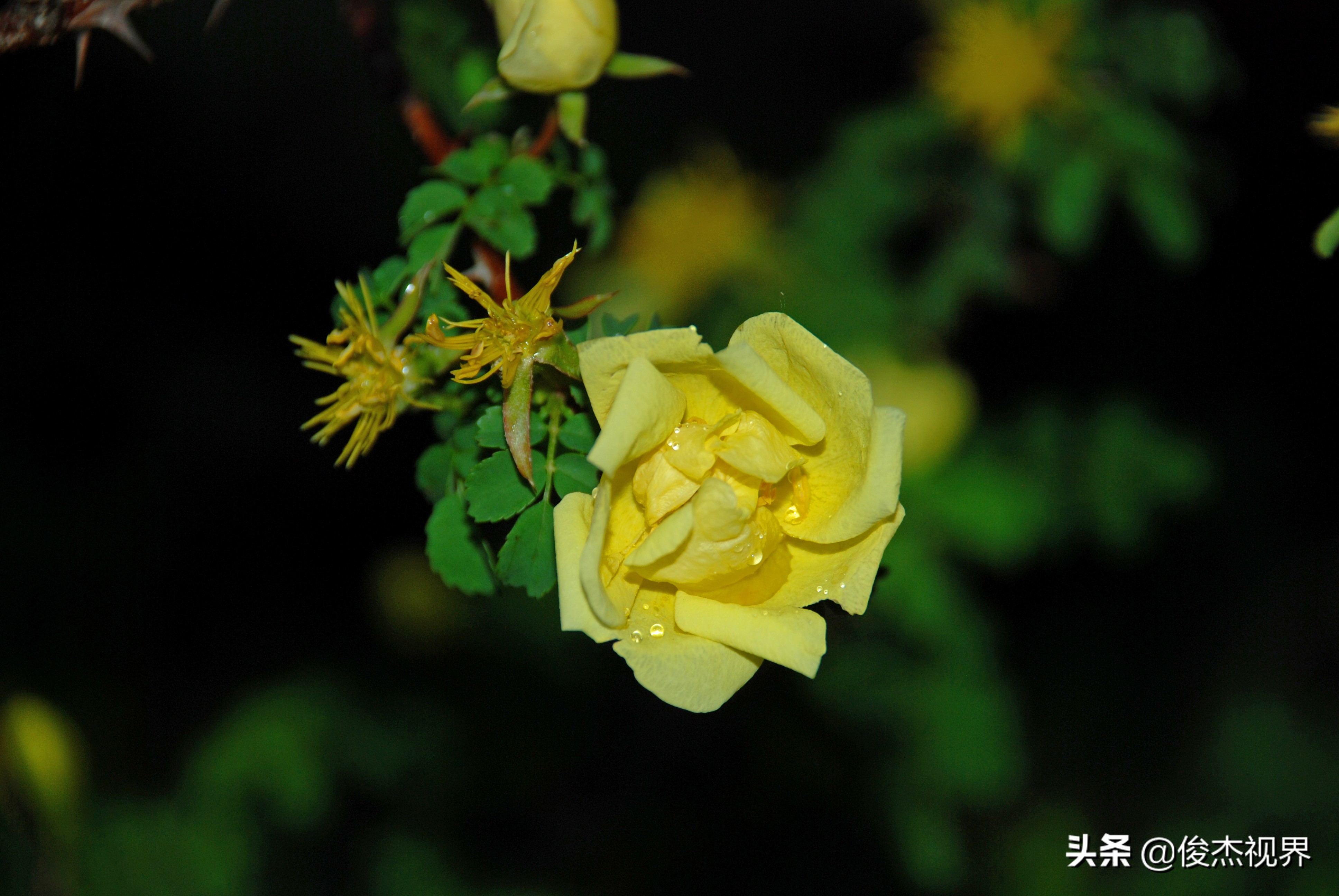 夜游遇见黄玫瑰（原创）