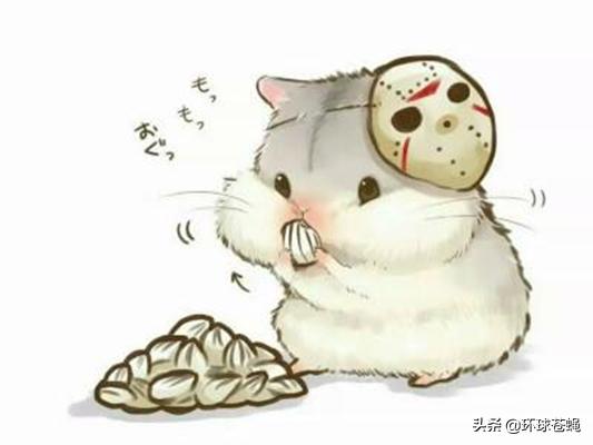 仓鼠有什么让人不理解的行为,仓鼠最容易误解的地方