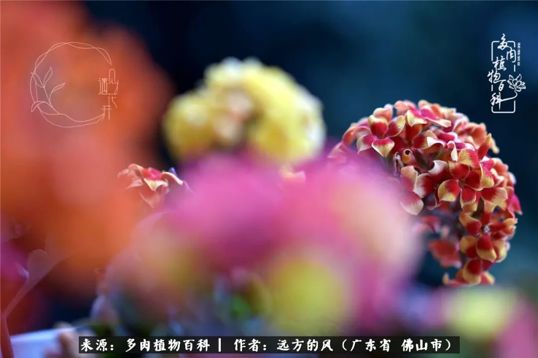 那些花儿在每个角落静静为你开着,那些花儿在每个角落静静地绽放