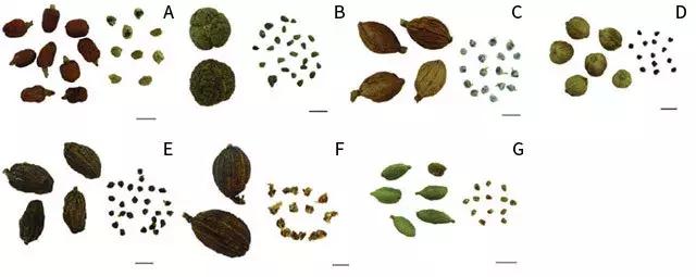肉豆蔻和麸煨肉豆蔻区别,草果和草豆蔻烹调区别
